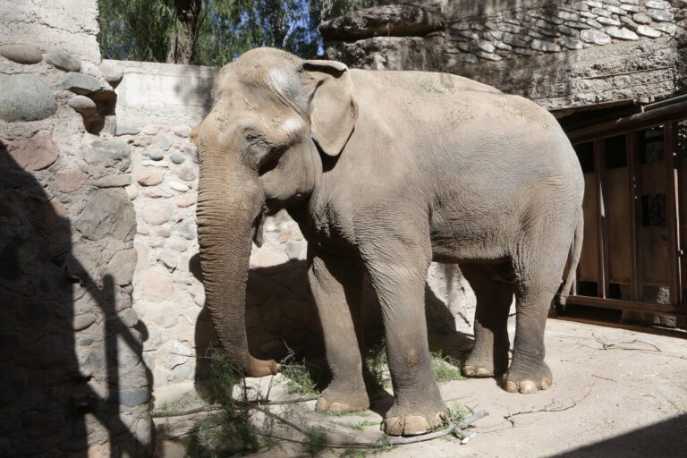 Comienzan la adaptación del elefante Tamy en el Ecoparque