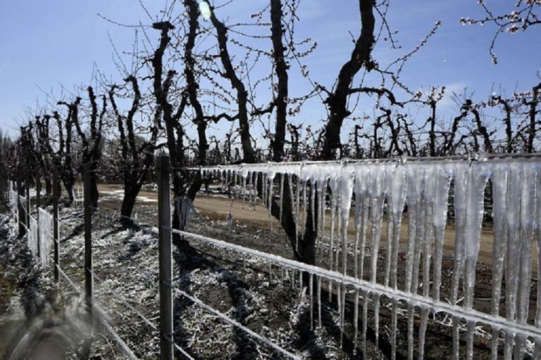 Seguro Agrícola 2023/24: la compensación será 247% mayor que en la temporada pasada