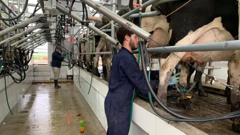 El Gobierno oficializó la suspensión de retenciones al sector lácteo hasta fin de año