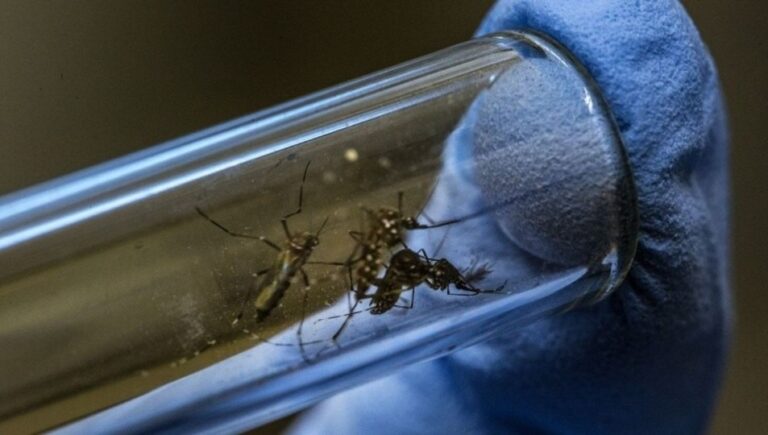 Brote histórico de dengue: hay 96 muertos, 134.202 casos.