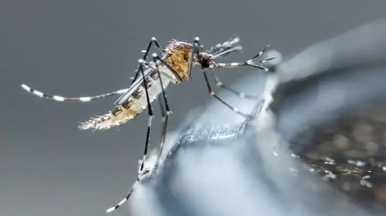 Aumento de casos de dengue, diputados piden que la vacuna sea gratuita.