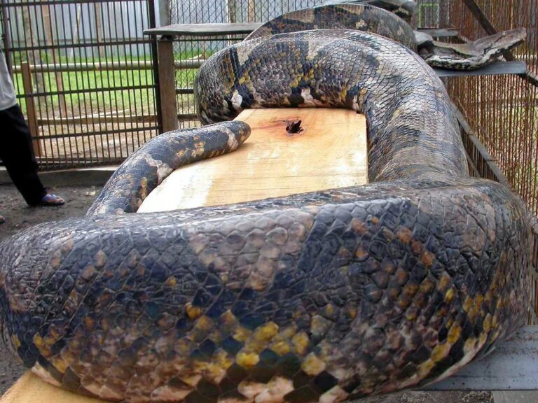 Una mujer murió atacada por una pitón en Indonesia