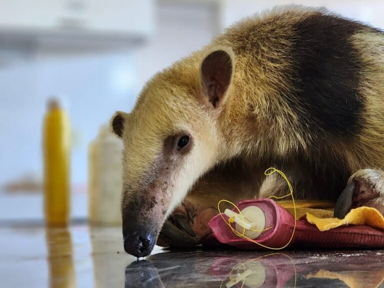 El oso melero atendido en el Ecoparque llegó en perfectas condiciones al centro de rescate de Santa Fe, donde será rehabilitado