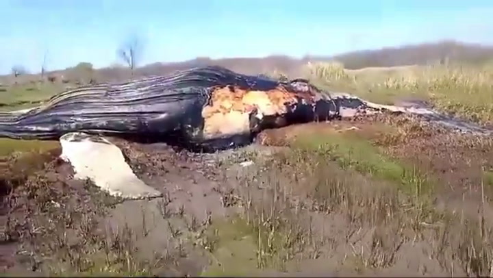 Encontraron una ballena muerta en la costa del Río de la Plata