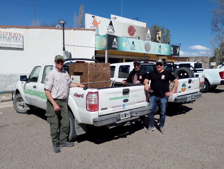 Mendoza colaboró en el rescate de un cóndor herido en Neuquén
