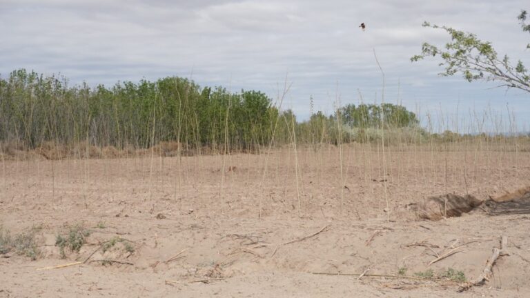 El Futuro Sostenible del ACRE en 200 Hectáreas