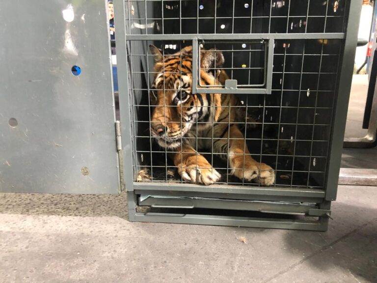 La tigresa Lucy está en viaje a The WildCat Sanctuary, el santuario natural que le dará una nueva oportunidad de vida