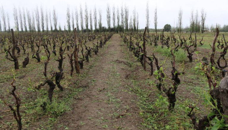 Mendoza decretó Estado de Emergencia o Desastre Agropecuario para zonas afectadas por las últimas contingencias climáticas