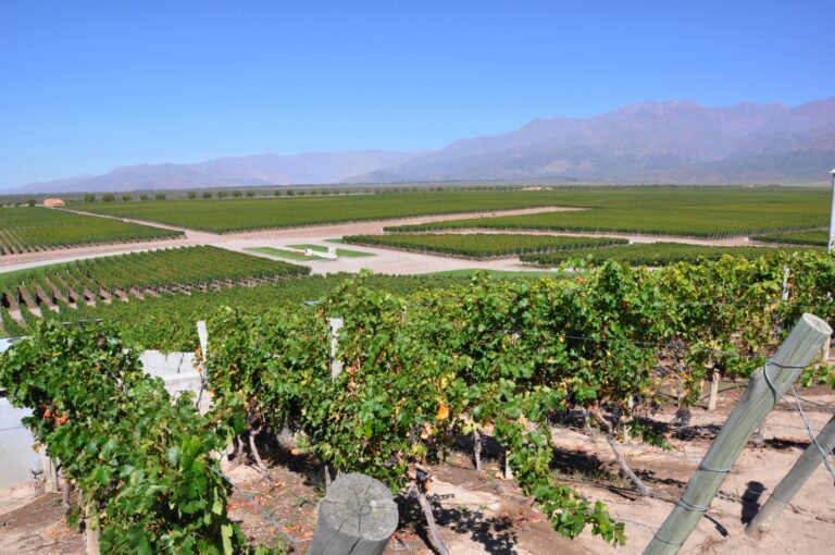 Nuestra provincia, en la agenda mundial del vino