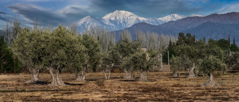 Se viene el Mes de la Olivicultura y Mendoza celebra