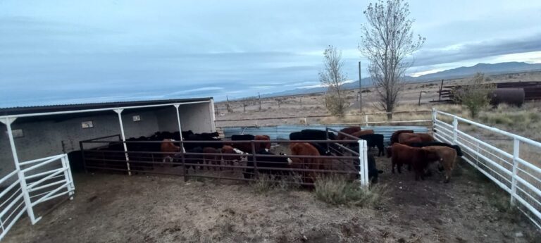 Operativo de la Policía Rural en Malargüe: secuestraron 58 bovinos sin marcas y detuvieron al transportista