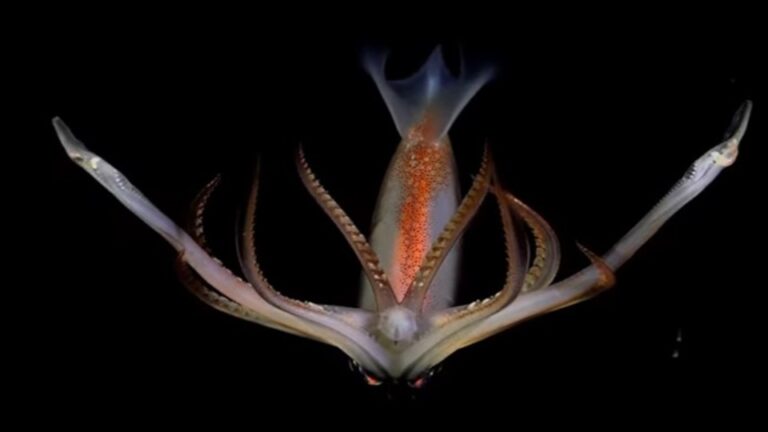 Datos y curiosidades de la exploración del fondo del Mar Argentino que causa furor con sus vivos