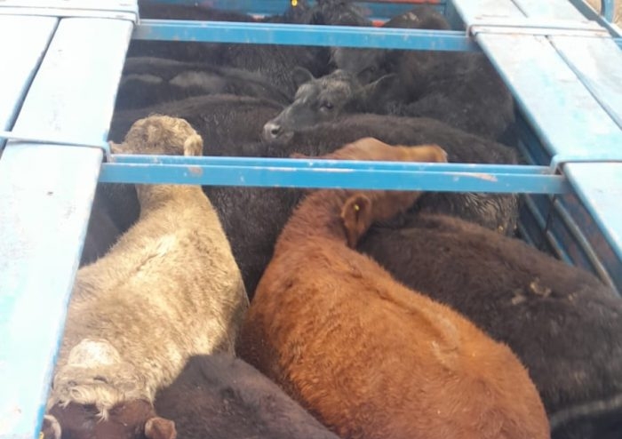 La Policía Rural secuestró 42 bovinos sin marcas en un operativo en General Alvear