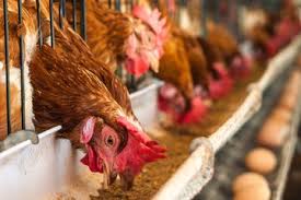 La Argentina suspendió las exportaciones de productos avícolas tras un brote de influenza aviar en PBA