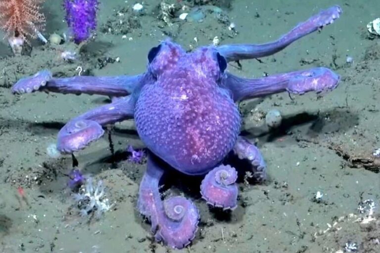 Comenzó una nueva expedición científica en el mar del Uruguay