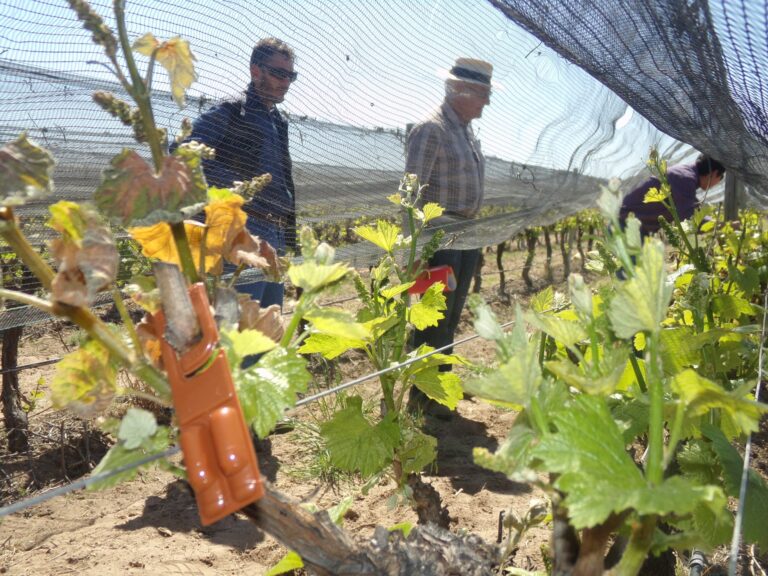 Operativo Lobesia: comienza la entrega de difusores de feromonas a más de 4000 productores