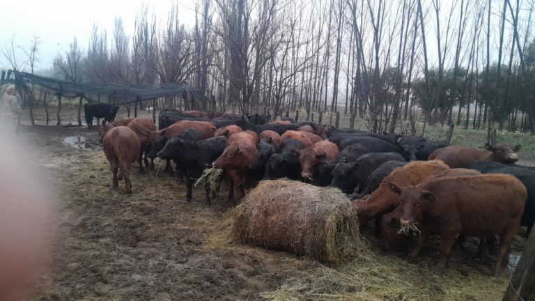 La Policía Rural detectó transporte ilegal de 84 vaquillonas en General Alvear