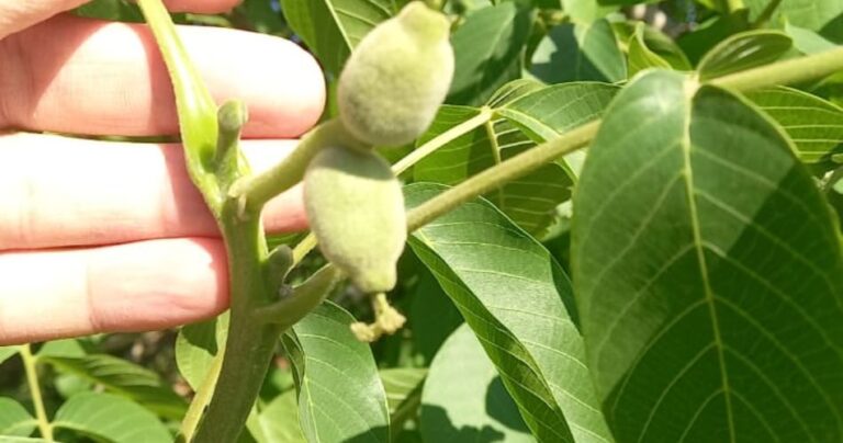 Iscamen emitió el primer aviso de alerta para el control de larvas de Carpocapsa en nogales