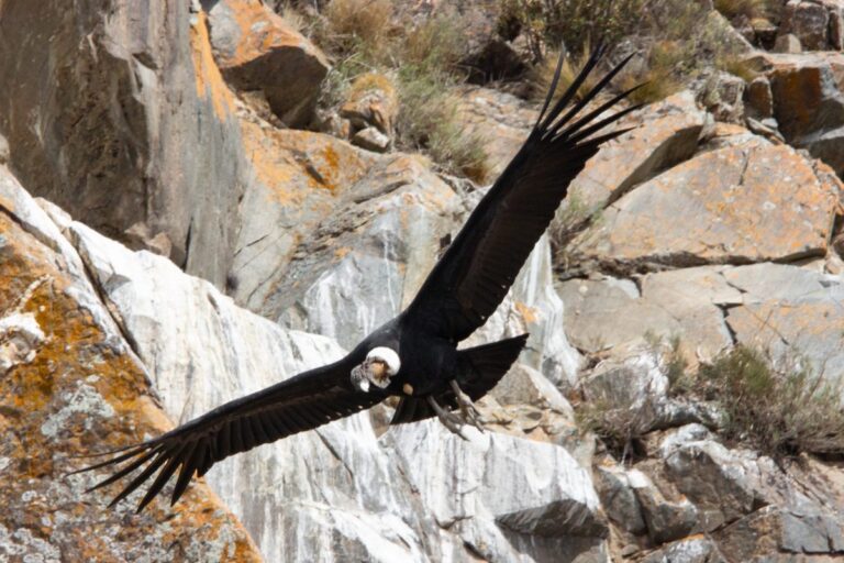 Descubren un nuevo nido de cóndor andino en el Parque Provincial Tupungato