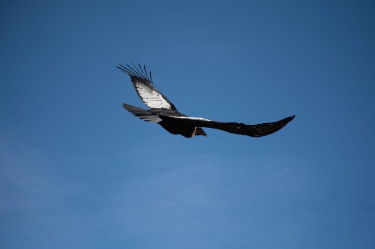 Tras culminar con su rehabilitación en el Ecoparque, reinsertan en su hábitat al cóndor andino que apareció herido en el techo de una casa