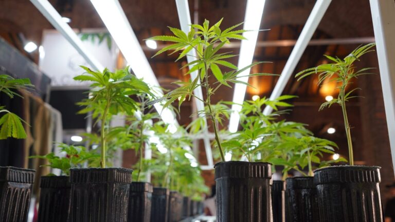 Mendoza ordena y fortalece el desarrollo del cannabis medicinal y del cáñamo industrial con nuevas herramientas regulatorias