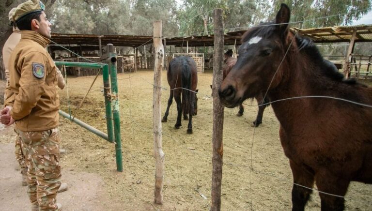 Decomisaron carne de dudosa procedencia en General Alvear