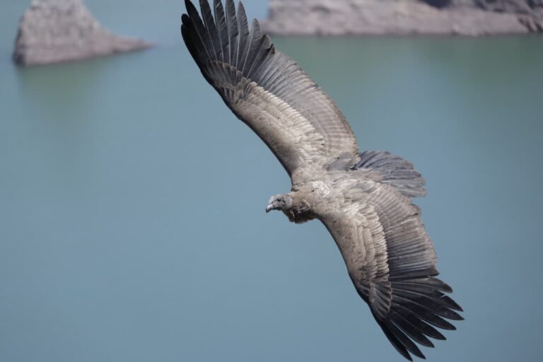 Reinsertaron en Valle Grande al segundo cóndor andino rescatado esta temporada
