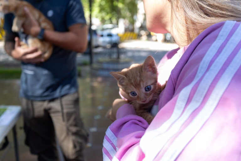 Continúa el operativo de vacunación antirrábica y desparasitación en la Ciudad