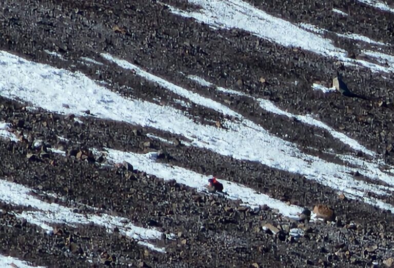 Rescate en el Parque Aconcagua: evacuaron a un andinista tras una caída en altura