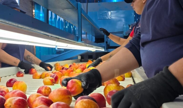 Cómo se producen los duraznos mendocinos que ganan mercados en el exterior