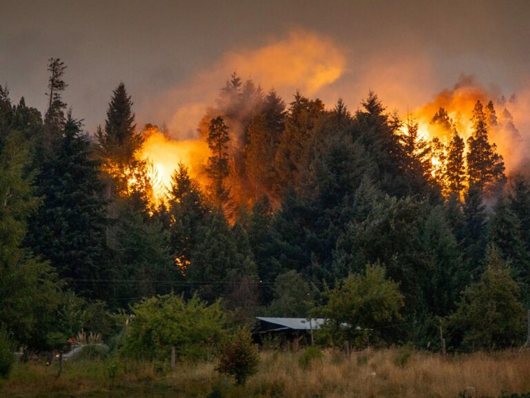 Cuál es el método para recuperar los bosques patagónicos después de los incendios