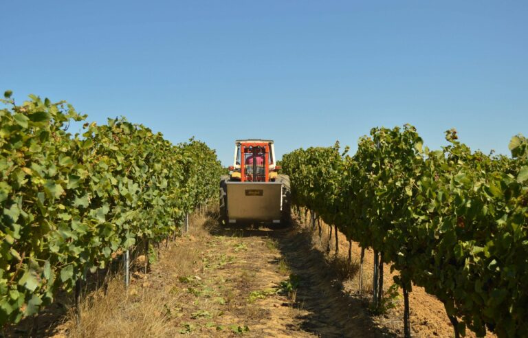 Vendimia 2026: Mendoza impulsa una nueva línea de financiamiento para cosecha y acarreo