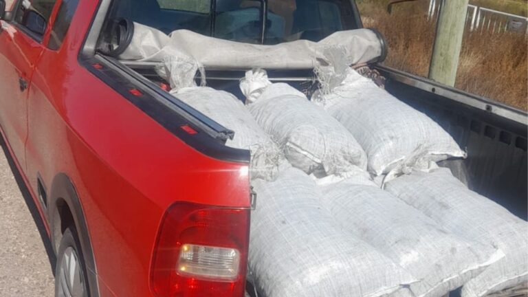 San Rafael: dos aprehendidos con más de 300 kilos de ciruela sustraída de un secadero