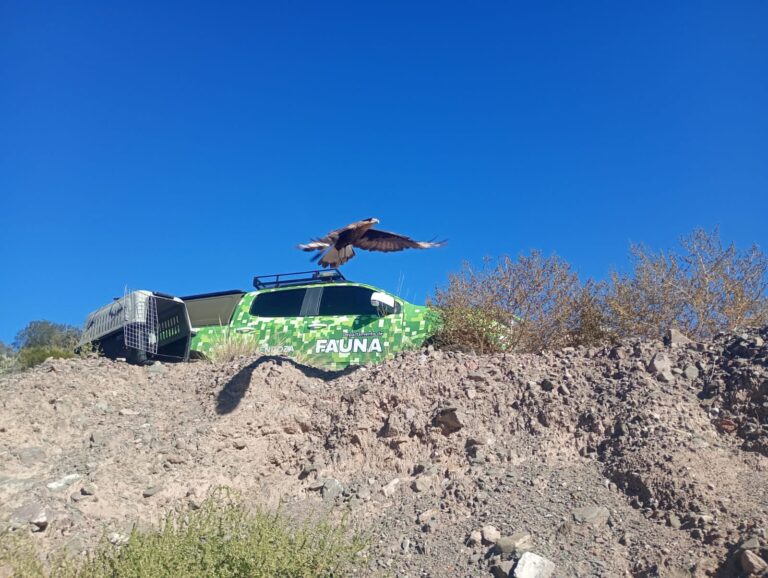 Fauna autóctona volvió a su hábitat natural tras completar su rehabilitación en el Ecoparque