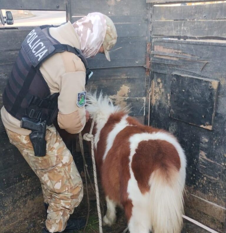 Ofrecía un caballo robado por redes sociales: la Policía de Mendoza lo recuperó y detuvo a un hombre en San Rafael