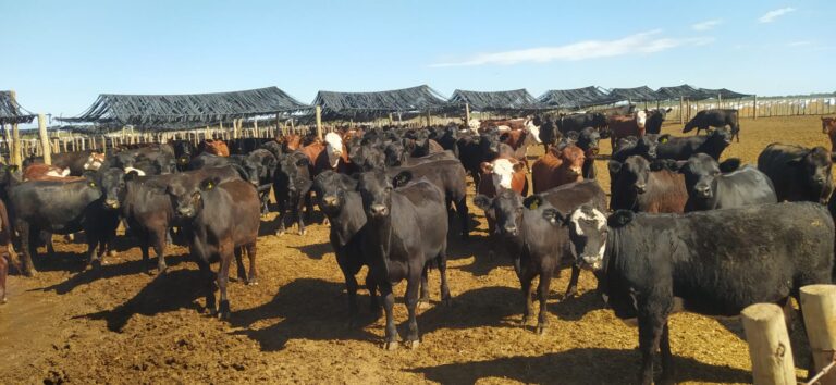 La ganadería mendocina mejora sus indicadores productivos y consolida una mayor eficiencia reproductiva