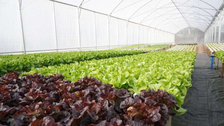 Molero recorrió un emprendimiento hidropónico que impulsa la diversificación productiva