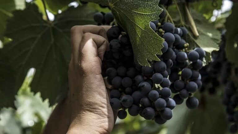 Nueva fecha: la adhesión al Fondo Compensador Agrícola comenzará el 25 de agosto para la temporada 2026/2027