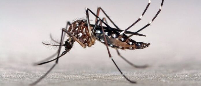 Mosquito-Dengue