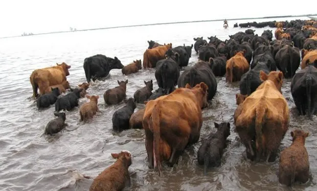 lluvias_campo_inundacion_argentina_hacienda_fyo