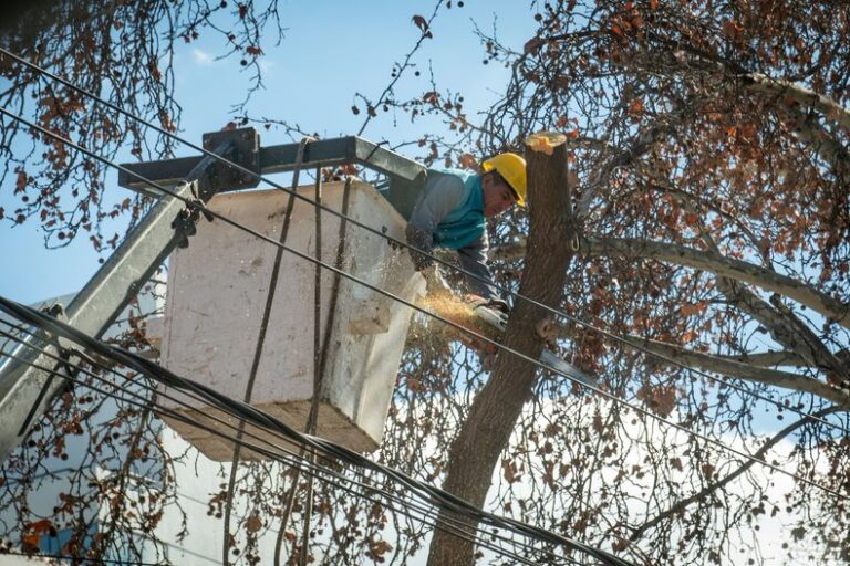 Mendoza moderniza la gestión del arbolado público con planificación y más facultades para los municipios